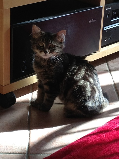 Choupette